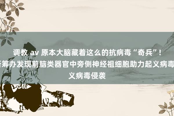 调教 av 原本大脑藏着这么的抗病毒“奇兵”! 最新筹办发现前脑类器官中旁侧神经祖细胞助力起义病毒侵袭
